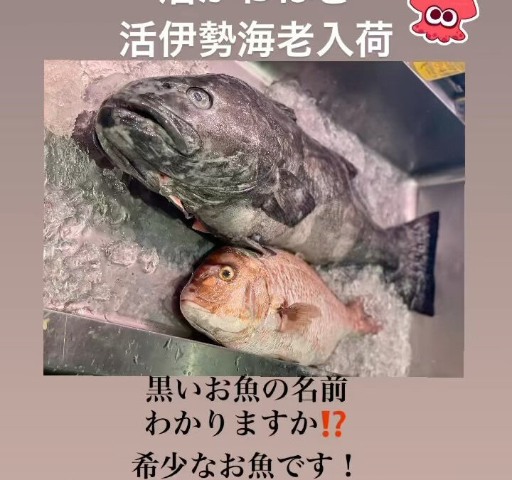 #活いか #活かわはぎ #活伊勢海老